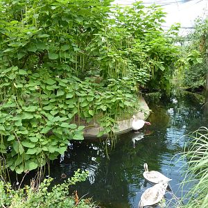 South America - Walk-Through Aviary