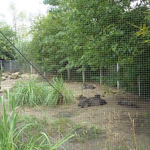 South America - Chacoan Peccary Exhibit