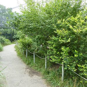 South America - Walk-Through Aviary