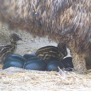 Emu chick's