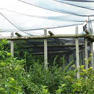 South America - Jaguar Exhibit + King Vulture