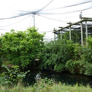 South America - Walk-Through Aviary + King Vulture