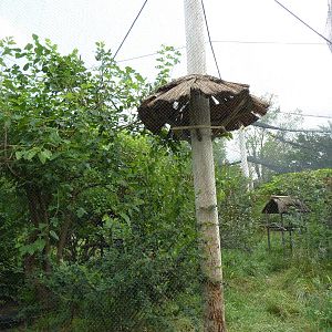 South America - Mixed-Species Parrot Aviary
