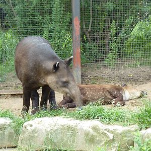South America - Baird's Tapirs