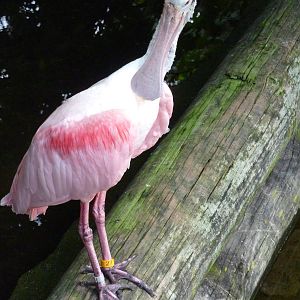 South America - Spoonbill