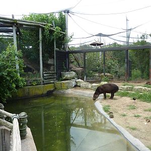 South America - Mixed-Species Exhibit + Jaguar Exhibit