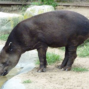 South America - Baird's Tapir