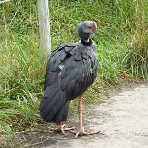South America - Walk-Through Aviary