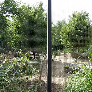 South America - Chacoan Peccary Enclosure
