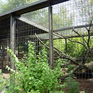South America - Giant Anteater Enclosure