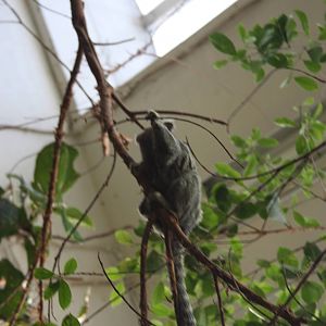 Common Marmoset