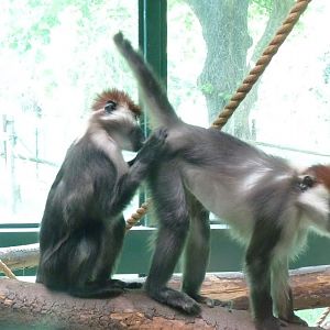 Cherry-Crowned Mangabeys