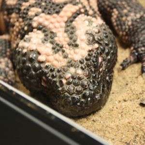 Gila monster