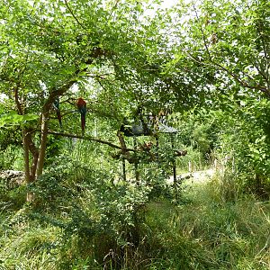 South America - Walk-Through Aviary