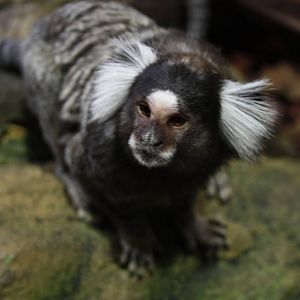 Common Marmoset