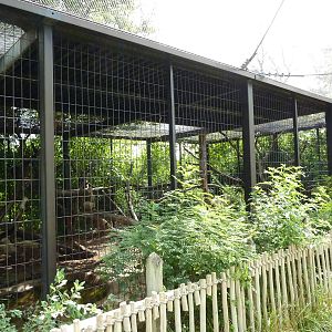 South America - Giant Anteater Enclosure