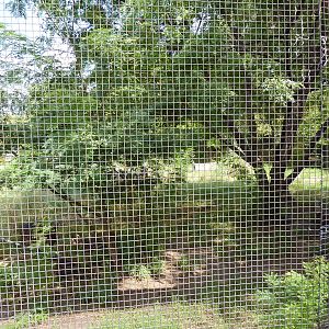 South America - Giant Anteater Enclosure