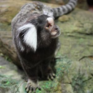Common Marmoset