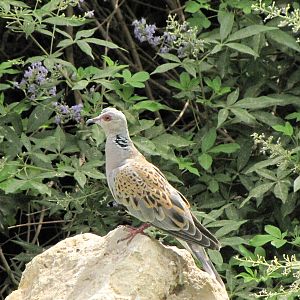 European turtle dove