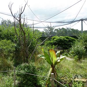 South America - Walk-Through Aviary