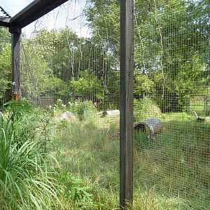 South America - Giant Anteater Enclosure