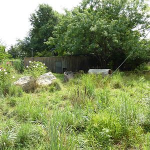 South America - Giant Anteater Enclosure