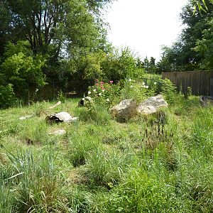 South America - Giant Anteater Enclosure