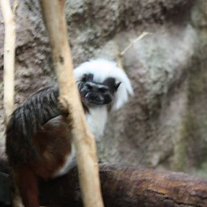 Cottontop Tamarin