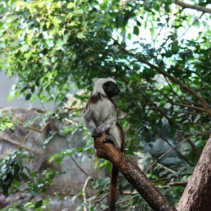Cottontop Tamarin