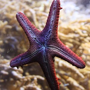 Starfish