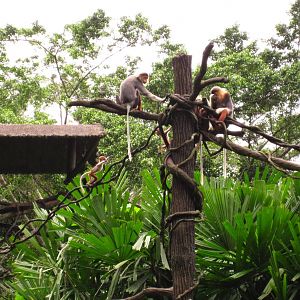 Douc Langurs - Mothers and babies