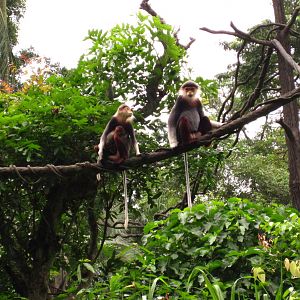 Douc Langurs - Family portrait
