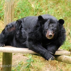 INCA THE ASIATIC BLACK BEAR