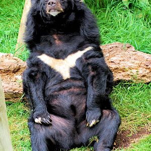 INCA THE ASIATIC BLACK BEAR