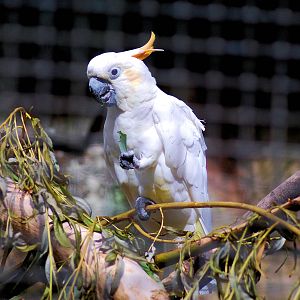 CITRON CRESTED COCKATOO