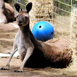GREAT WESTERN KANGAROO