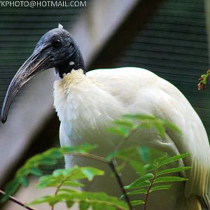 SACRAD IBIS