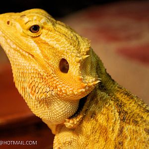 BEARDED DRAGON