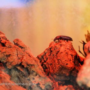 DEATHS HEAD COCKROACH