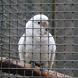 GOFFINS COCKATOO