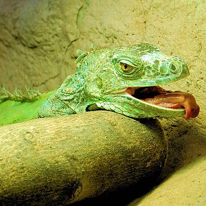 GREEN IGUANA