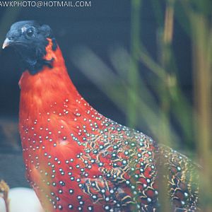 SATYR TRAGOPAN