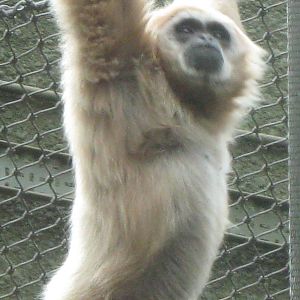 Lar Gibbon 28.7.10