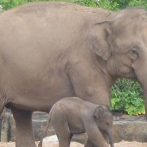 Nayan, Asian Elephant Calf and family