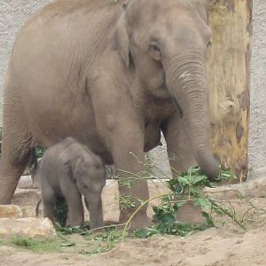 Nayan, Asian Elephant Calf and family