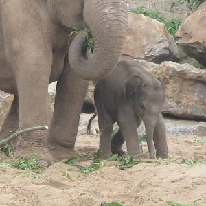 Nayan, Asian Elephant Calf and family