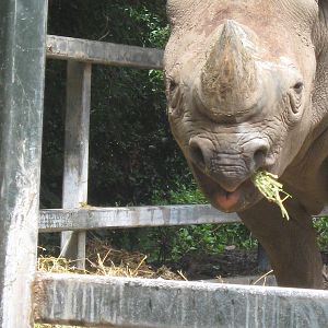 Sammy, Black Rhino
