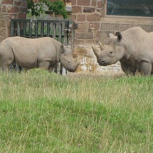 Ema and Bashira, Black rhino