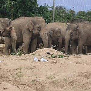 Asian elephant herd