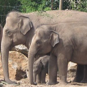 Nayan, Asian Elephant Calf and family